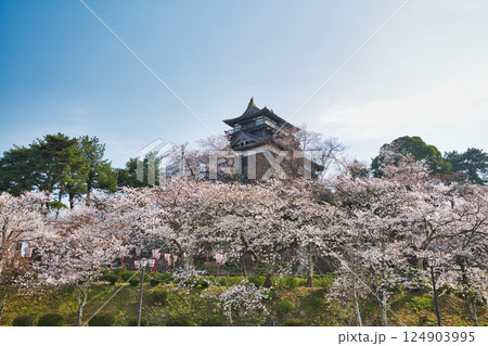 桜に包まれた春の丸岡城 124903995