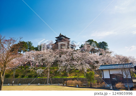 桜に包まれた春の丸岡城 124903996