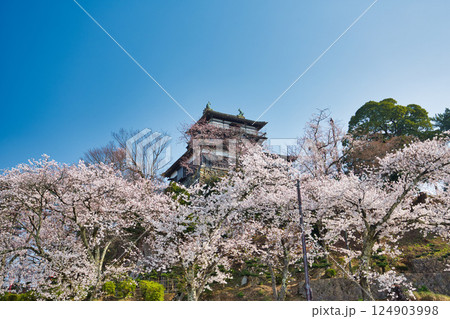 桜に包まれた春の丸岡城 124903998
