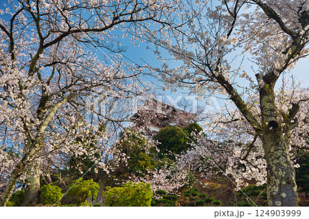 桜に包まれた春の丸岡城 桜に包まれた春の丸岡城 124903999
