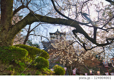 桜に包まれた春の丸岡城 124904001
