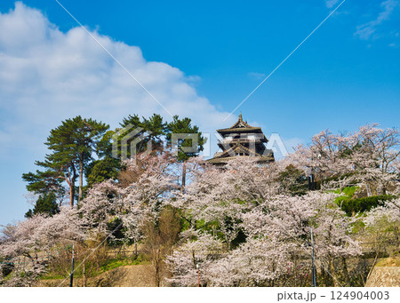 桜に包まれた春の丸岡城 124904003