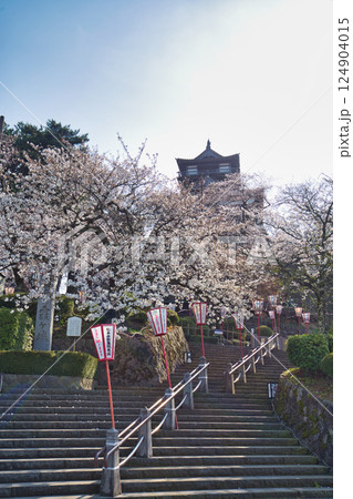 桜に包まれた春の丸岡城 124904015
