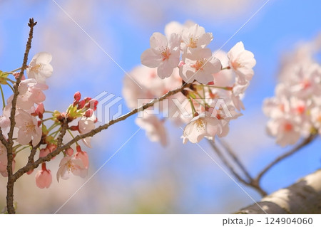 満開の桜のある公園 満開の桜のある公園 124904060