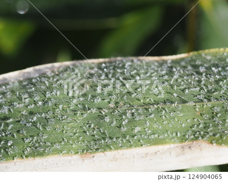 寒い日の朝、ササの葉に付いた霜 124904065