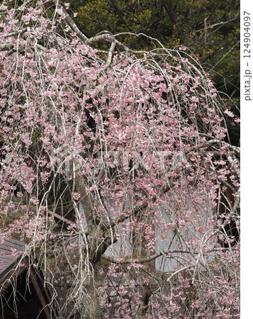 村山浅間神社の満開のしだれ桜 村山浅間神社の満開のしだれ桜 124904097