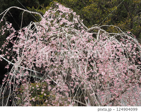 村山浅間神社の満開のしだれ桜 124904099