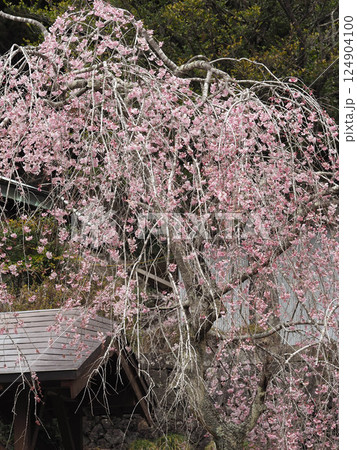 村山浅間神社の満開のしだれ桜 124904100