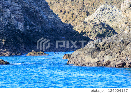 飛翔する美しいクロサギ（サギ科）のペア。ヒリゾ浜中木南伊豆町伊豆半島静岡県2024 124904187