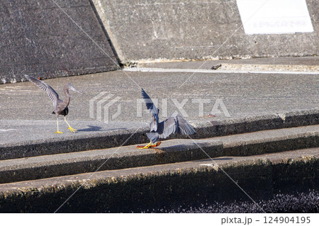 飛翔する美しいクロサギ（サギ科）のペア。ヒリゾ浜中木南伊豆町伊豆半島静岡県2024 124904195