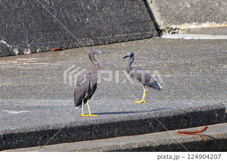 飛翔する美しいクロサギ（サギ科）のペア。ヒリゾ浜中木南伊豆町伊豆半島静岡県2024 124904207
