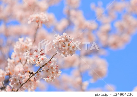 満開の桜のある公園 124904230