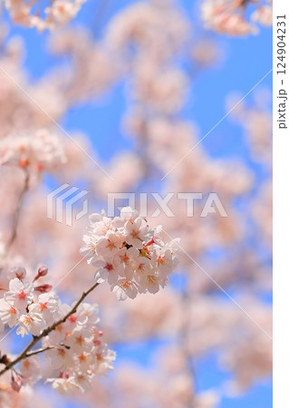 満開の桜のある公園 124904231