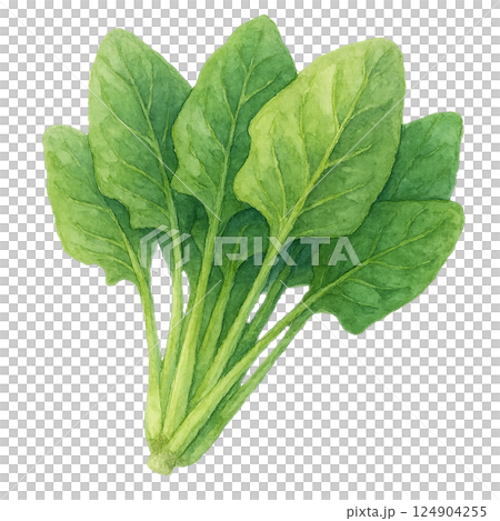 菠菜、綠黃蔬菜、葉菜類食品材料的水彩插圖 菠菜、綠黃蔬菜、葉菜類食品材料的水彩插圖 124904255