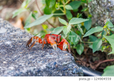 美しいアカテガニ（ベンケイガニ科）。ヒリゾ浜中木南伊豆町伊豆半島静岡県2024 124904559