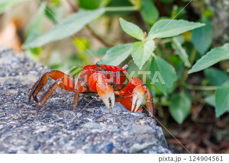 美しいアカテガニ(ベンケイガニ科)。ヒリゾ浜中木南伊豆町伊豆半島静岡県2024 美しいアカテガニ(ベンケイガニ科)。ヒリゾ浜中木南伊豆町伊豆半島静岡県2024 124904561