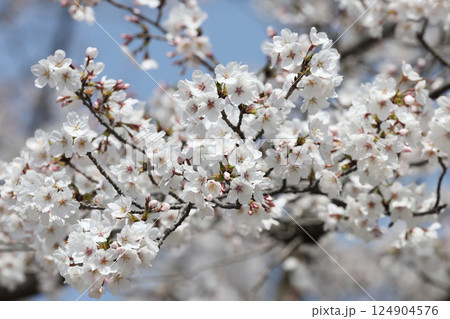 満開の桜 満開の桜 124904576