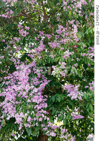 Queens Flower or Inthanin flower in Thailand, Queens crape myrtle, Pride of India, Jarul, banaba plant, Lagerstroemia speciosa, cheerful blooming in park. Queens Flower or Inthanin flower in Thailand, Queens crape myrtle, Pride of India, Jarul, banaba plant, Lagerstroemia speciosa, cheerful blooming in park. 124904642