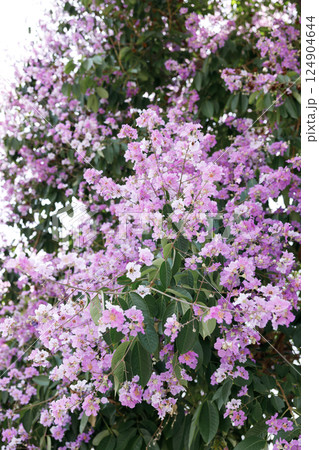 Queens Flower or Inthanin flower in Thailand, Queens crape myrtle, Pride of India, Jarul, banaba plant, Lagerstroemia speciosa, cheerful blooming in park. 124904644
