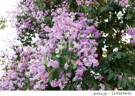 Queens Flower or Inthanin flower in Thailand, Queens crape myrtle, Pride of India, Jarul, banaba plant, Lagerstroemia speciosa, cheerful blooming in park. 124904645