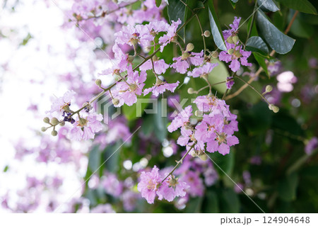 Queens Flower or Inthanin flower in Thailand, Queens crape myrtle, Pride of India, Jarul, banaba plant, Lagerstroemia speciosa, cheerful blooming in park. 124904648