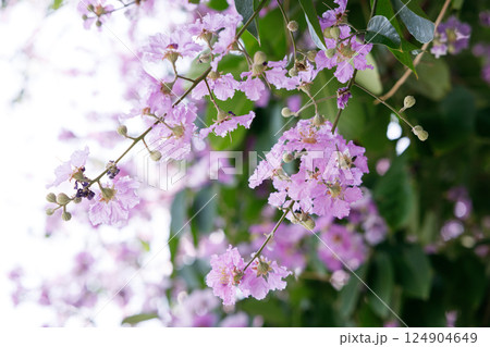 Queens Flower or Inthanin flower in Thailand, Queens crape myrtle, Pride of India, Jarul, banaba plant, Lagerstroemia speciosa, cheerful blooming in park. Queens Flower or Inthanin flower in Thailand, Queens crape myrtle, Pride of India, Jarul, banaba plant, Lagerstroemia speciosa, cheerful blooming in park. 124904649