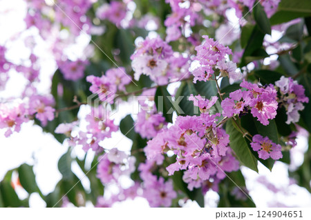 Queens Flower or Inthanin flower in Thailand, Queens crape myrtle, Pride of India, Jarul, banaba plant, Lagerstroemia speciosa, cheerful blooming in park. 124904651