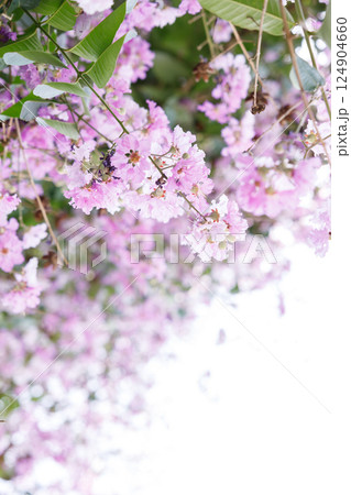 Queens Flower or Inthanin flower in Thailand, Queens crape myrtle, Pride of India, Jarul, banaba plant, Lagerstroemia speciosa, cheerful blooming in park. Queens Flower or Inthanin flower in Thailand, Queens crape myrtle, Pride of India, Jarul, banaba plant, Lagerstroemia speciosa, cheerful blooming in park. 124904660
