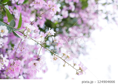 Queens Flower or Inthanin flower in Thailand, Queens crape myrtle, Pride of India, Jarul, banaba plant, Lagerstroemia speciosa, cheerful blooming in park. 124904666