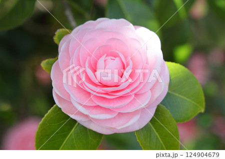 美しい乙女椿 美しい乙女椿 124904679