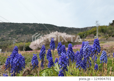 山に咲くムスカリ 124904701