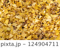 一面のイチョウの落ち葉の絨毯（横） 124904711