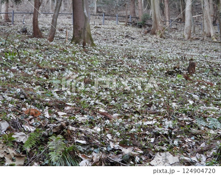 山の斜面一面に咲く節分草の白い花 124904720