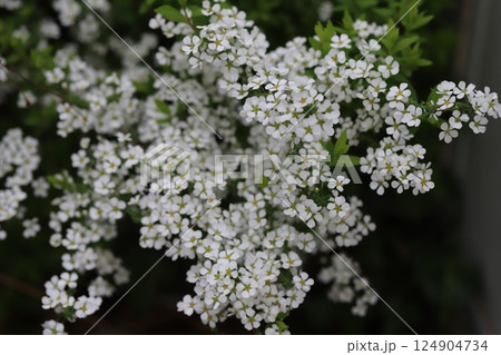 春の庭に咲く白い小さなユキヤナギの花 春の庭に咲く白い小さなユキヤナギの花 124904734