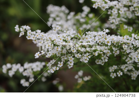 春の庭に咲く白い小さなユキヤナギの花 春の庭に咲く白い小さなユキヤナギの花 124904738