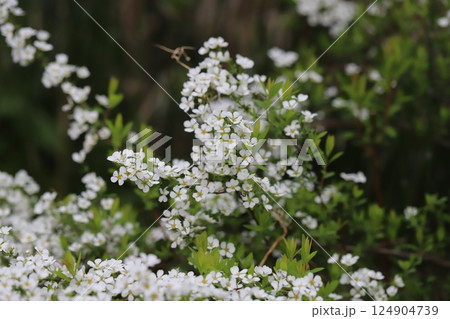 春の庭に咲く白い小さなユキヤナギの花 春の庭に咲く白い小さなユキヤナギの花 124904739