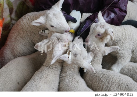 哺乳瓶でミルクを飲む羊の赤ちゃん 哺乳瓶でミルクを飲む羊の赤ちゃん 124904812