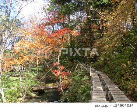 奥日光の湯川の遊歩道(小滝~泉門池)(栃木県日光市) 奥日光の湯川の遊歩道(小滝~泉門池)(栃木県日光市) 124904834