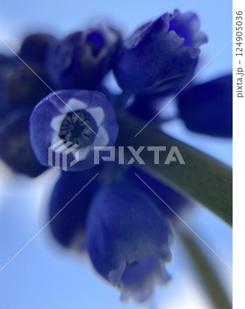 ムスカリの花煽りクローズアップ4 124905036