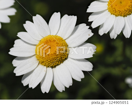カンシロギクのクローズアップ 124905051