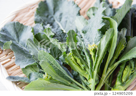 アレッタ 124905209