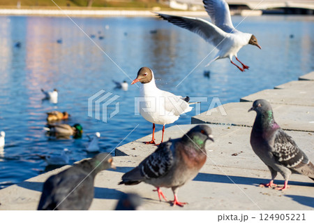 A seagull is gracefully flying high above a group of pigeons A seagull is gracefully flying high above a group of pigeons 124905221