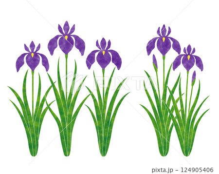 シンプルな花菖蒲 124905406