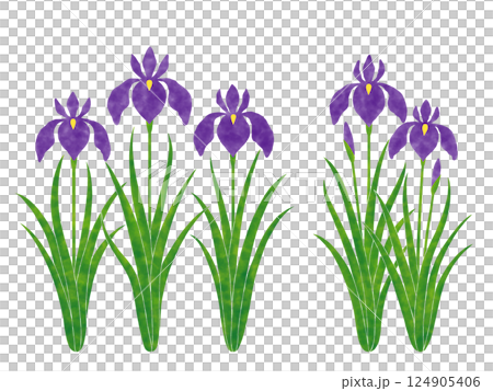 シンプルな花菖蒲 124905406