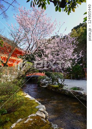 上賀茂神社（賀茂別雷神社）楼門（新宮門）と桜 124905440