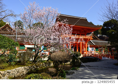 上賀茂神社(賀茂別雷神社)楼門(新宮門)と桜 上賀茂神社(賀茂別雷神社)楼門(新宮門)と桜 124905455