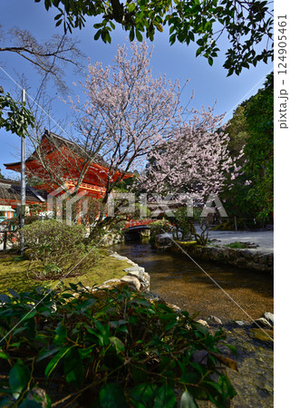 上賀茂神社(賀茂別雷神社)楼門(新宮門)と桜 上賀茂神社(賀茂別雷神社)楼門(新宮門)と桜 124905461