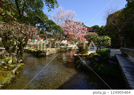 上賀茂神社（賀茂別雷神社）楼門（新宮門）と桜 124905464