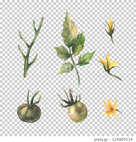 Tomato plant set with unripe fruit, green leaves and yellow flowers. Watercolor botanical agricultural vegetables crop. Realistic hand drawn illustration. Isolated from background garden farm clipart 124905514