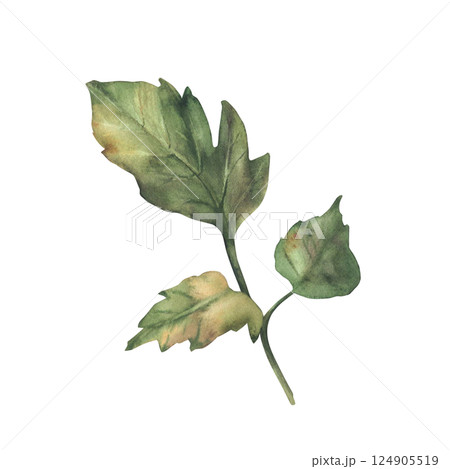 Tomato green leaf. Realistic painted watercolor tomato plant sprig with three leaves Hand drawn botanical branch isolated on white illustration for floral design, sticker, garden packaging seeds label Tomato green leaf. Realistic painted watercolor tomato plant sprig with three leaves Hand drawn botanical branch isolated on white illustration for floral design, sticker, garden packaging seeds label 124905519